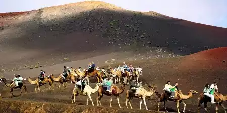 Paseos en camello en Lanzarote